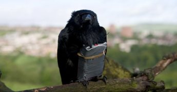 Four lions